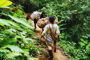 Trekking History and Indigenous Heritage in Minca + Cacao & Coffee + Waterfall