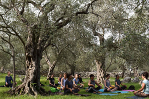 Villa de Leyva: joga w ogrodzie oliwnym, degustacja i medytacja