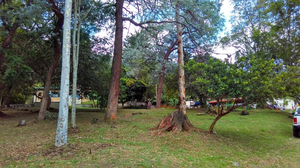 Caunces