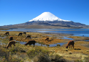 Arica y Parinacota
