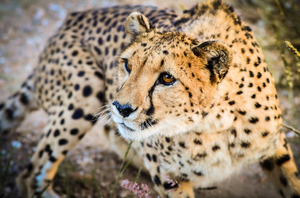 Reserva de Caça de Kalahari Central