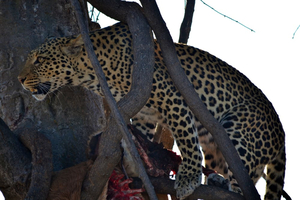 Chobe National Park