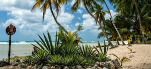 Att Ta Sig Runt Barbados