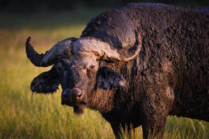 Moremi Game Reserve