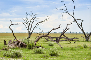 Pântano Savute (Chobe Ocidental)