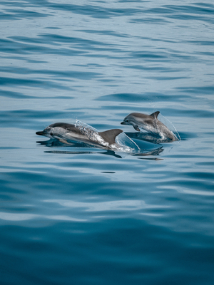 Tenerife: Golfinhos e Baleias
