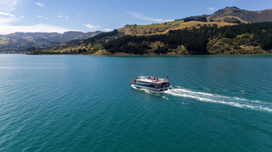 Doświadcz magii dzikiej przyrody Akaroa z Black Cat Cruises