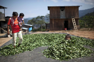 Coca leaf tea for preventing altitude sickness in Cusco