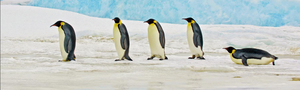 Découvrez les lieux idéaux pour voir des pingouins