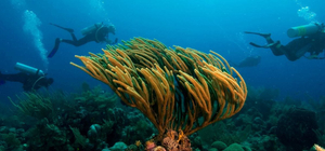Glover Atoll, the furthest from Belize