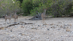 Kavinga Safari Camp - Mana Pools - Uma Experiência Memorável