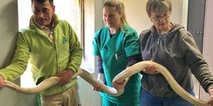 Lagos Zoo принимает захваченную альбиносовую питона