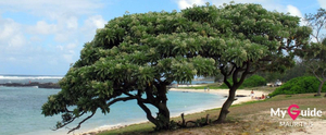 Mauritiuksen ranta - Palmar