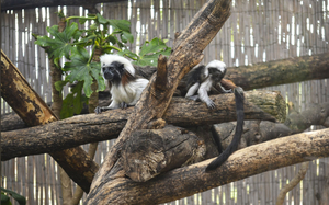 Ny tilføjelse til familien i Terra Natura, Benidorm