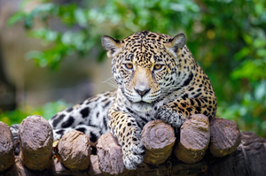 La selva tropical en Belice