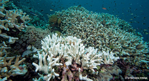 The Barrier Reef of Belize, World Heritage