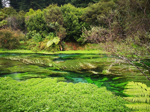 The Blue Spring Walk In Putaruru