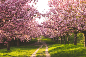 Things to do in spring in Berlin