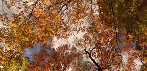 Vienna in Autumn 2025 – Wine Season, Golden Parks & Cultural Highlights