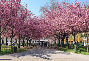 Vienna in Spring 2026: Your Essential Travel Guide