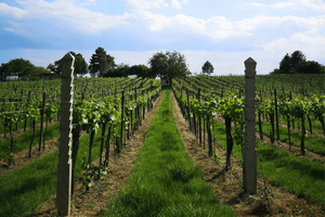 Vienna Wine Tasting: Sip Your Way Through the Season