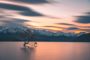 Het Bezoeken van de Iconische Wanaka Boom