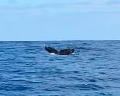 Whale Watching