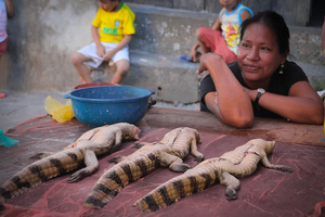 What to do in iquitos. Guide to see the cot of the amazon