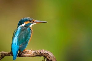 Aiguamolls de l’Empordà: Birdwatching Tour