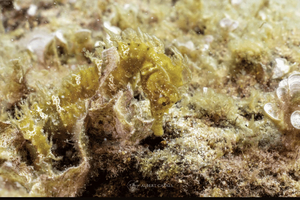 Tossa de Mar: Fun Dive for Certified Divers in Mar Menuda