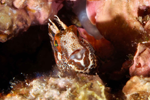 Tossa de Mar: Mar Menuda Dive Trip for Certified Divers