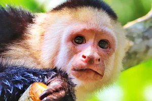 Passeio de caiaque de 2 horas nos mangais de Quepos – vê macacos e preguiças