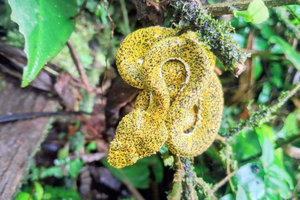 Bijagua de Upala : visite autour du café, du chocolat et de la forêt tropicale