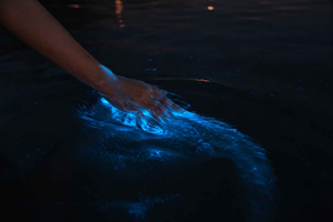 Excursão turística de bioluminescência, pôr do sol e vida selvagem, saindo de Puntarenas