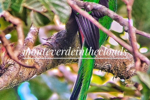 Tour di birdwatching a Monteverde nella riserva di Curicancha