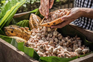 Cacao Plantation Tour & Chocolate Workshop