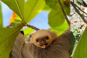 Cahuita: Guided Sloth Spotting Tour with Fresh Fruit