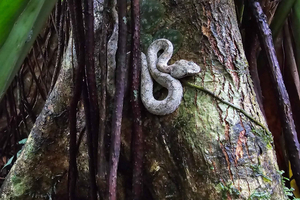 Cahuita National Park: Epic Guided Hike in a Small Group (Max. 10)