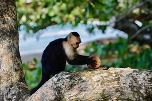 Cahuita national Park+Strand & Maratopia tropical garden