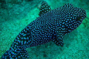 Cano Island Snorkeling Tour z Uvita
