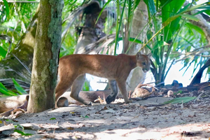 コルコバド国立公園、サンペドリロ駅、1日ハイキング
