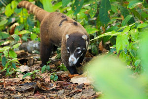 Corcovado National Park- Sirena/San Pedrillo Station - 1 Day