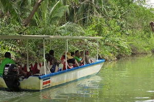 Damas Island: Mangrove Båttur