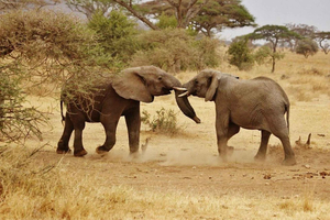 Day safari by Sgr Train from Dar-es-Salaam to Mikumi N. Park