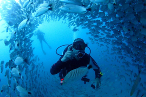 Dive the Legendary Catalinas Islands