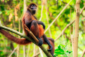 Drake Bay: Corcovado-Nationalpark und Sirena Station Tour