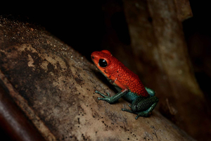 Drake Bay Night Sightseeing Tour: Snakes & Frogs