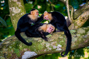 From Jaco: Monkey Encounter with Local Cuisine Experience