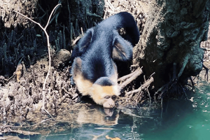 Depuis Jacó : visite guidée de la mangrove et des singes