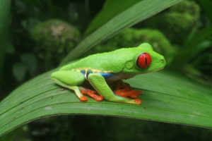 Von San Jose aus: La Paz Waterfall Gardens Geführte Tagestour